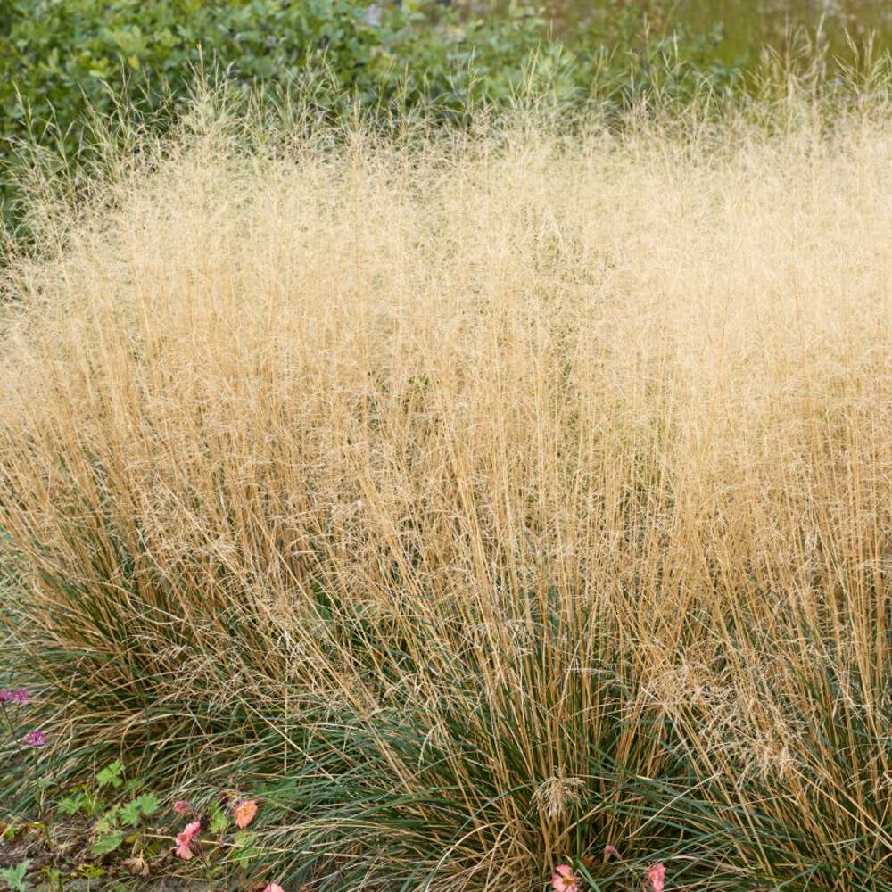 Mosebunke 'Goldtau' (Deschampsia cespitosa)